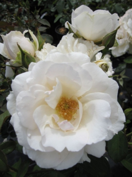 Beetrose Princess of Wales® - Rosa Princess of Wales® - cremeweiß - Duft+ - Harkness-Rose - blüht von Juni bis September mit zahlreichen cremeweißen, leicht duftenden, halbgefüllten Blüten.