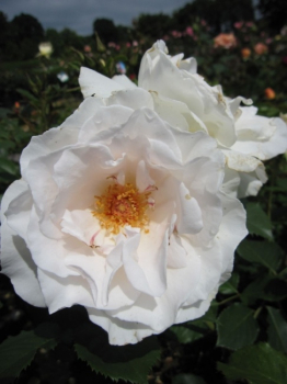 Der buschige, kompakte und regelmäßige Wuchs der Beetrose Princess of Wales® - Rosa Princess of Wales® - cremeweiß - Duft+ - Harkness-Rose - ist besonders gut winterhart.