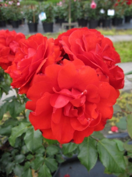 Beetrose Remembrance® - Rosa Remembrance® - orange-rot -Duft+ -  Harkness-Rose blüht sehr zahlreich mit orange-roten Blüten, die gefüllt sind und einen zarten Duft besitzen.