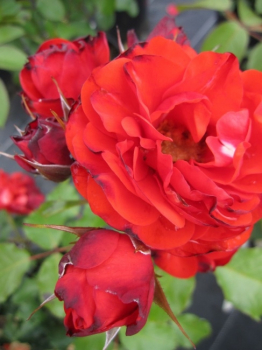 Die besonders winterharte Beetrose Remembrance® - Rosa Remembrance® - orange-rot -Duft+ -  Harkness-Rose - benötigt einen halbschattigen bzw. sonnigen Standort.