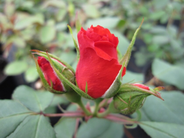 Beetrose Orange Sensation® als kerngesunde Rose mit habgefüllten Blüten