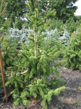 Picea abies virgata Hexe wächst unregelmäßig aufrecht