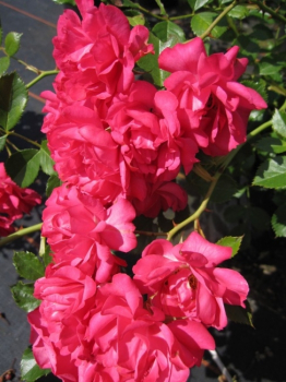 Die öfter- und reichblühende Bodendeckerrose Rody® - Rosa Rody® - himbeerrot - Tantau-Rose - blüht mit gefüllten, himbeerroten Blüten, die ein schönes Blütenmeer bilden.