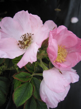 Bodendeckerrose Dagmar Halstrup® - Rosa rugosa Dagmar Halstrup® - hellrosa - Apfelrose - Wildrose zeigt in den Sommermonaten hellrosafarbene, einfache, sehr leicht duftende Blüten.