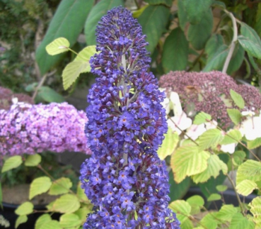 Buddleja davidii Adonis Blue - Schmetterlingsstrauch, Sommerflieder - hat dunkelblaue Blütenrispen, die mit ihrem Duft Schmetterlinge anziehen. Diese Sorte benötigt einen sonnigen Standort und hat eine besonders gute Winterhärte. Ein Rückschnitt wird empf