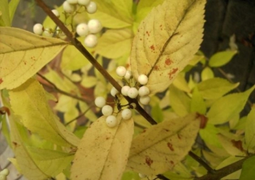 Callicarpa japonica Leucocarpa, Liebesperlenstrauch