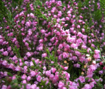 Calluna vulgaris Red Favorit