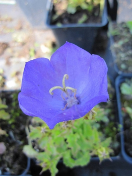 Unsere Garten Glockenblume mit blauer Blüte