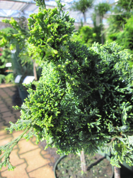 Chamaecyparis lawsoniana Bregeon - Scheinzypresse Bregeon - steht gerne sonnig bis halbschattig. Die Winterhärte ist gut.