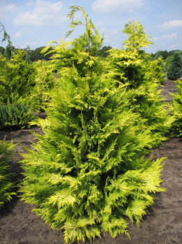 Die Chamaecyparis lawsoniana Golden Wonder ist eine ideale Heckenpflanze