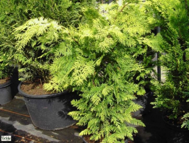 Scheinzypresse Howarths Gold ist eine gute Heckenpflanze