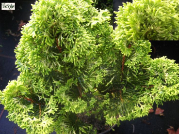Chamaecyparis obutsa var. breviramea - Hinoki Scheinzypresse Breviramea. Eine edle japanische Zypresse. Immergrün und sehr robust.
