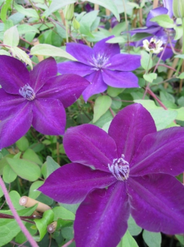 Clematis Amethyst Beauty TM Evipo 043 hat eine wunderschöne dunkelviolette Blüte.