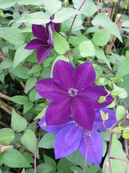 Clematis Amethyst Beauty TM Evipo 043 hat eine sehr lange Blüte.