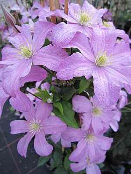 Clematis Comtesse de Bouchaud hat wunderschöne mittelrosaliche Blüte.