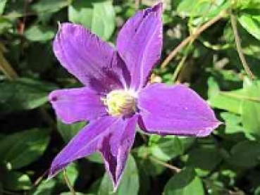 Clematis Diana's Delight TM Evipo 026 hat eine wunderschöne dunkelviolette Blüte.
