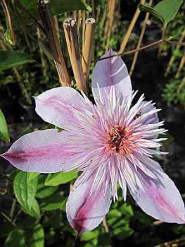 Clematis Empress TM Evipo 011 hat eine wunderschöne hellviolett-gestreifte Blüte.