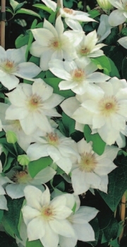 Clematis hybride Mrs. George Jackman hat eine große Blüte.