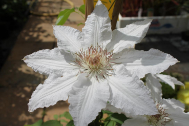 Clematis Hyde Hall TM Evipo 009 hat eine wunderschöne weiße Blüte.