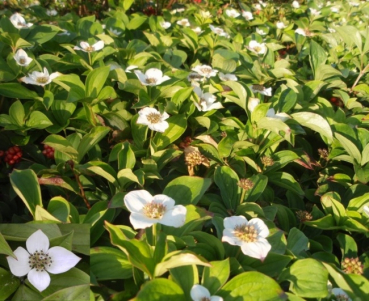 Cornus canadensis - sommergrüner Teppichhartriegel (Hornstrauch) - bildet weiße Blüten mit innenliegenden grün-roten Köpfchen. Nach der Blüte zeigen sich hellrote Beeren. Im Herbst verfärbt sich das Laub wunderschön orange-rot.
