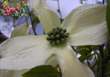 Cornus florida - ostamerikanischer Blumenhartriegel - Hornstrauch - Amerikanischer Blumenhartriegel - Blüten Hartriegel