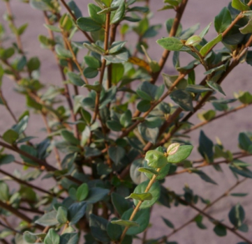 Cotoneaster dielsianus Diels 2