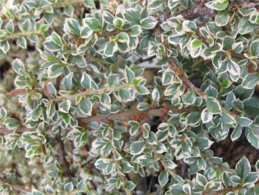 Cotoneaster horizontalis Variegatus - weißbunte Fächer-Zwergmispel auf ca. 80 cm Stamm veredelt - sommergrün - hat grüne Blätter mit einem cremeweißen Rand.