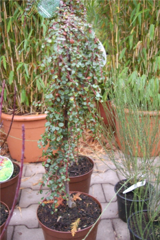 Cotoneaster procumbens (microphyllus) Streibs Findling - Kriechmispel Streibs Findling auf 60 cm Stamm veredelt - Zwergmispel - immergrün - ist auf einem ca. 60 cm hohen Stamm veredelt.