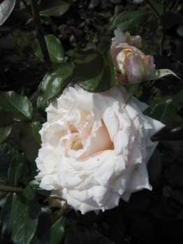 Edelrose Barbados® - Rosa Barbados® - Teehybride - pastellrosa - zeigt gefüllte, pastellrosa Blüten. Die sommergrüne Rose hat einen kompakten, buschigen, aufrechten Wuchs und benötigt einen halbschattigen bis sonnigen Standort.