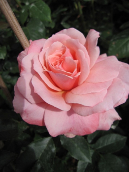 Edelrose Botticelli® - Rosa Botticelli® - lachsrosa - Duft+++ zeigt sich mit lachsrosafarbenen Blüten, die wunderbar gefüllt sind und einen schönen Duft verbreiten.