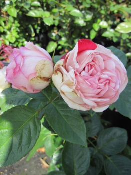 Edelrose Charming Piano® - Rosa Charming Piano® - weißrosa - Duft++ - blüht von Juni bis Oktober mit weiß-rosa, nostalgischen, stark gefüllten, duftenden Blüten.