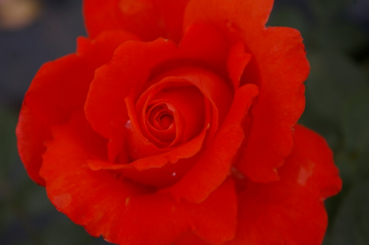 Edelrose Rosa Alexander® leuchtend zinnoberrot Duft++ - zeigt eine schlanke, edelaussehende und gefüllte Blüte mit einem angenehmen Duft.