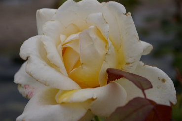 Edelrose Rosa Caroline Victoria® cremefarbend Duft++ hat eine schön gefüllte Blüte.