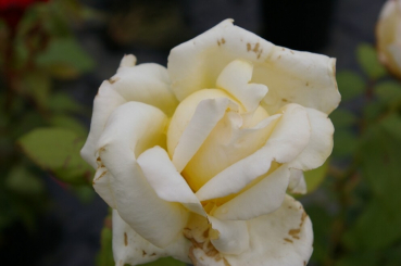 Edelrose Rosa Caroline Victoria® cremefarbend Duft++ ist gut als Einzel- oder auch als Kübelpflanze, aber auch als Gruppenpflanze geeignet.