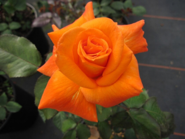 Edelrose Rosa Flora Danica 1