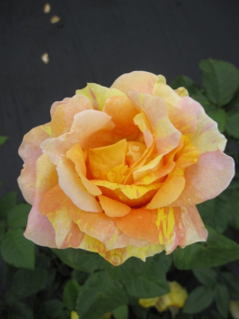 Edelrose Paul Cezanne® -  Rosa Paul Cezanne® - Strauchrose - Malerrose - gelb-orange-rosa - Delbard-Rose - zeigt ab Juni wunderschöne einzigartige, stark gefüllte, gestreifte und gefleckte Blüten in den Farben gelb, orange und rosa, die einen ganz leichte