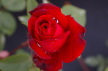 Edelrose Rosa Ruby Wedding® Teehybride & Moderne Rose rubinrot Duft+ hat kegelförmige Knospen und wunderschöne rubinrote gefüllte Blüten mit einem zarten Duft.