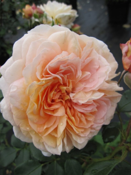 Beetrose Sangerhäuser Jubiläumsrose® - Rosa Sangerhäuser Jubiläumsrose® - Märchenrose - zartapricot - Duft++ - trägt ab ca. Juni gefüllte, zart duftende, apricotfarbende Blüten.