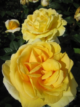 Die besonders winterharte Beetrose Sunlight Romantica® - Rosa Sunlight Romantica® - leuchtend gelb - Duft+++ - Meilland-Rose - hat einen kompakten, buschigen Wuchs. Die Rose benötigt einen halbschattigen oder sonnigen Standort.