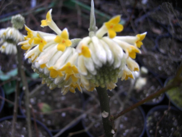 Edgeworthia crysantha 'Grandiflora' - Orientalischer Papierstrauch - ist ein sommergrüner, kleiner, aufrechtwachsender Strauch mit einer dreifachen Gabelung. Die gelben, stark duftenden  Blüten erscheinen Ende Februar-März und sind weißgrau behaart. Frost