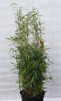 Welcher Bambus ist für Hecken geeignet - Fargesia murieliae Leasch