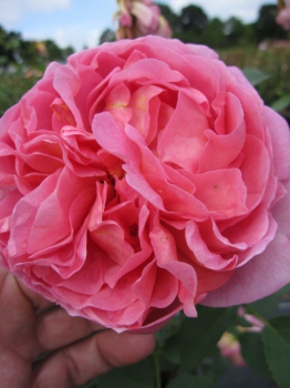 Englische Rose Boscobel® - Rosa Boscobel® - lachsrosa - Duft+++ - Austin Rose - zeigt ab Juni stark duftende, doppelt gefüllte, lachsrosa Blüten. Der Duft setzt sich aus den Duftnoten von Myrrhe, Weißdorn, Holunder, Birne und Mandel zusammen.