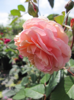 Die besonders winterharte und robuste Englische Rose A Shropshire Lad® - Rosa A Shropshire Lad® - pfirsich-rosa - Duft++ - Austin-Rose - hat einen aufrechten, kompakten Wuchs und kann daher auch sehr gut als Kletterrose gepflanzt werden.