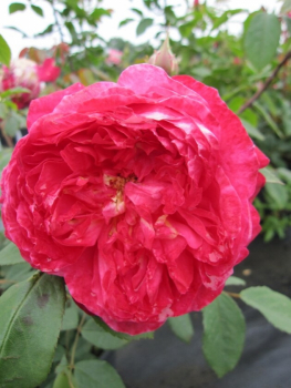 Englische Rose Benjamin Britten® - Rosa Benjamin Britten® - rot-orange - Duft+++ - Austin Rose - blüht ab Juni mit schalenförmigen, rot-orangen, doppelt gefüllten Blüten.
