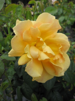 Englische Rose Easy Going® syn. Harflow - Rosa Easy Going® syn. Harflow - kupferorange - begeistert mit kupferorangen, gefüllten Blüten, die in den Monaten von Juni bis September den Strauch wundervoll dekorieren.