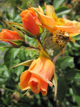 Englische Rose Happy Days® - Rosa Happy Days® - gelb-apricot - Harkness-Rose - zweigt Blüten in einen warmem gelb-apricot während der Monate von Juni bis September.
