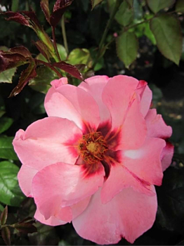 Englische Rose Alissar Princess of Phoenicia® - Rosa Alissar Princess of Phoenicia® - cremeweiß bis rosa - Duft ++ - Harkness-Rose - zeigt Blüten, die anfangs cremefarbend sind und sich später in pink verfärben. Sie besitzen eine rote Mitte und duften lei