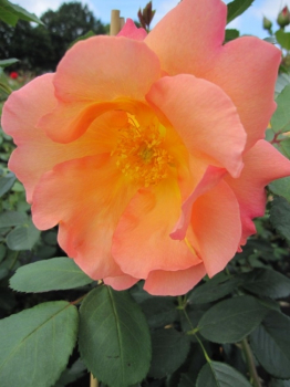 Englische Rose Fighting Temeraire® syn. Austrava® - Rosa Fighting Temeraire® syn. Austrava® - apricot-gelb - Duft+++ -  Austin-Rose - zeigt ca. 10-12 cm große Blüten, die aus 10 Blütenblättern bestehen. Sie sind gefüllt und stark duftend.
