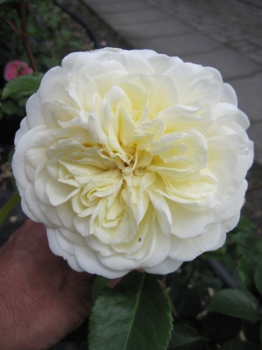 Englischen Rose Tranquillity® syn. Ausnoble® - Rosa Tranquillity® syn. Ausnoble® - Duft++ - weiß - Austin-Rose - bildet zartgelbe Knospen, aus denen sich dann reinweiße, doppelt gefüllte Blüten zeigen, die einen leichten Apfelduft verbreiten.