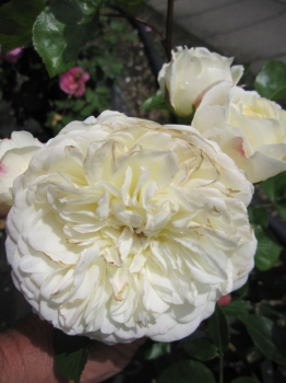 Die sehr gesunde Englischen Rose Tranquillity® syn. Ausnoble® - Rosa Tranquillity® syn. Ausnoble® - Duft++ - weiß - Austin-Rose - wächst regelmäßig und buschig. Die Rose bevorzugt einen halbschattigen  bzw. sonnigen Standort.